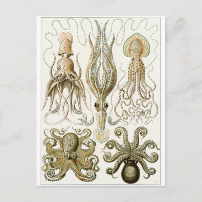 Postal de arte Ernst Haeckel: Gamochonia (Anverso)