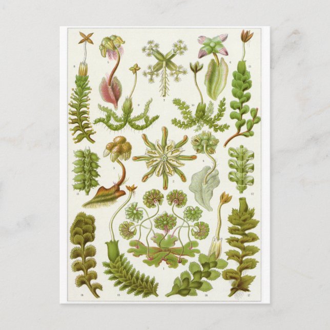 Postal de arte Ernst Haeckel: Hepaticae (Anverso)