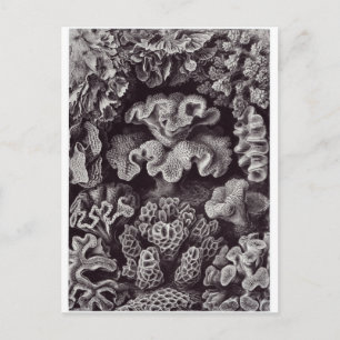 Postal de arte Ernst Haeckel: Hexacoralla