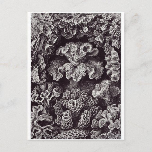 Postal de arte Ernst Haeckel: Hexacoralla (Anverso)