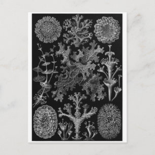 Postal de arte Ernst Haeckel: Lichenes
