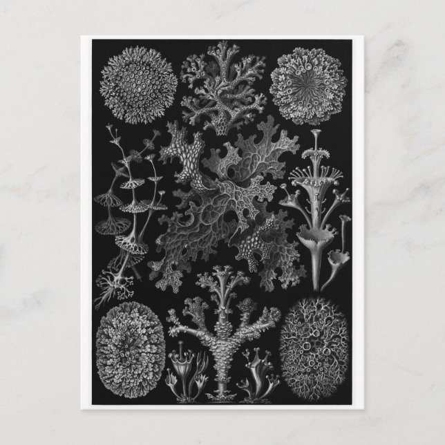 Postal de arte Ernst Haeckel: Lichenes (Anverso)