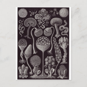 Postal de arte Ernst Haeckel: Mycetozoa