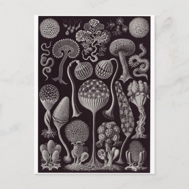 Postal de arte Ernst Haeckel: Mycetozoa (Anverso)