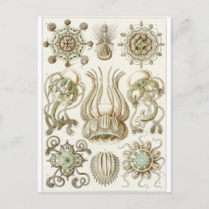 Postal de arte Ernst Haeckel: Narcomedusae