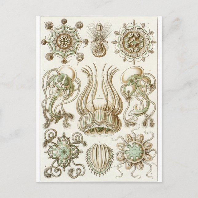 Postal de arte Ernst Haeckel: Narcomedusae (Anverso)
