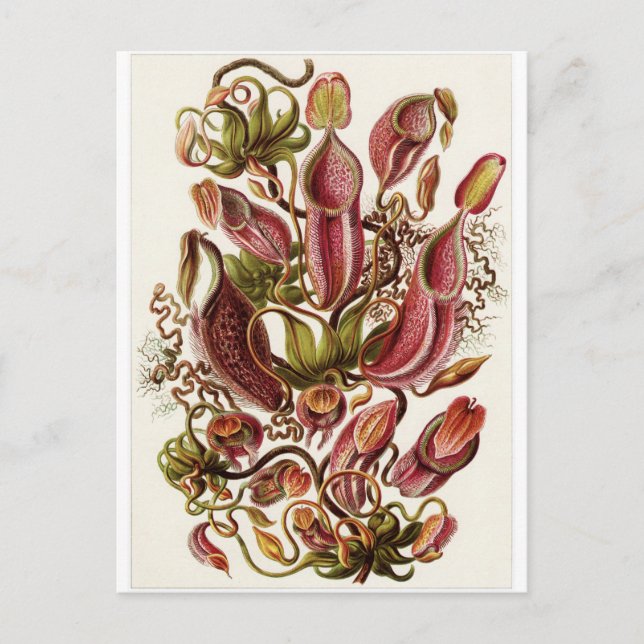 Postal de arte Ernst Haeckel: Nepenthaceae (Anverso)