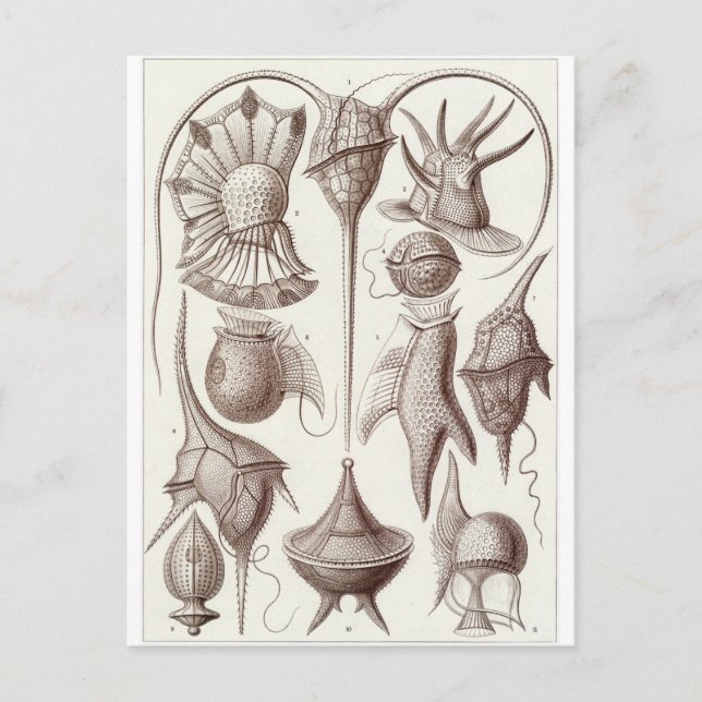 Postal de arte Ernst Haeckel: Peridinea (Anverso)