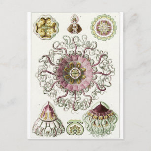 Postal de arte Ernst Haeckel: Peromedusae