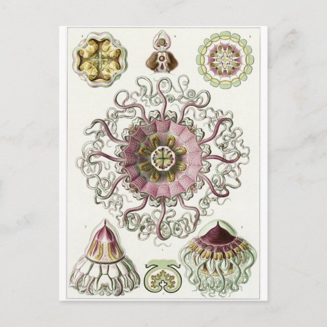 Postal de arte Ernst Haeckel: Peromedusae (Anverso)