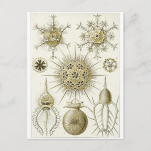 Postal de arte Ernst Haeckel: Phaeodaria