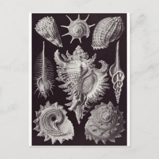 Postal de arte Ernst Haeckel: Prosobranchia