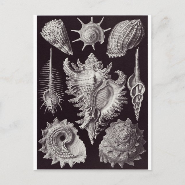 Postal de arte Ernst Haeckel: Prosobranchia (Anverso)