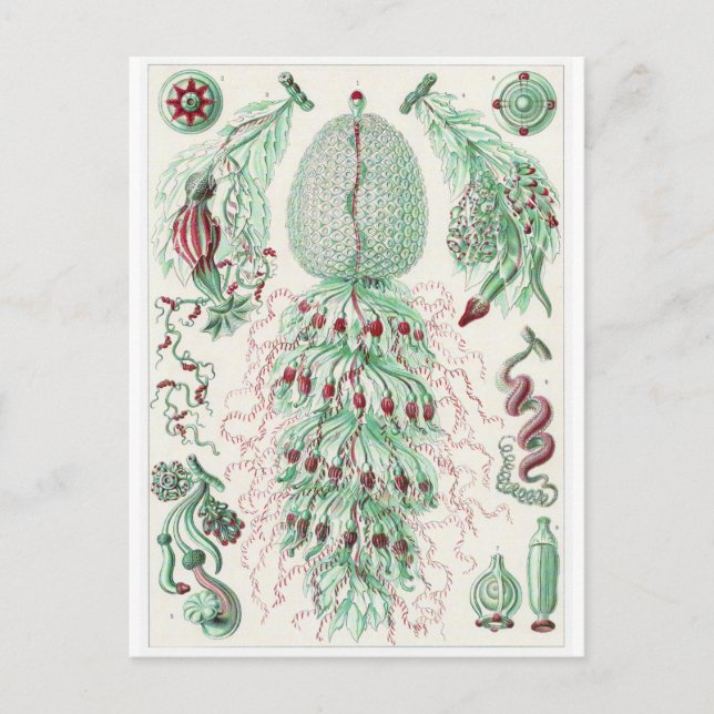 Postal de arte Ernst Haeckel: Siphonophorae (Anverso)