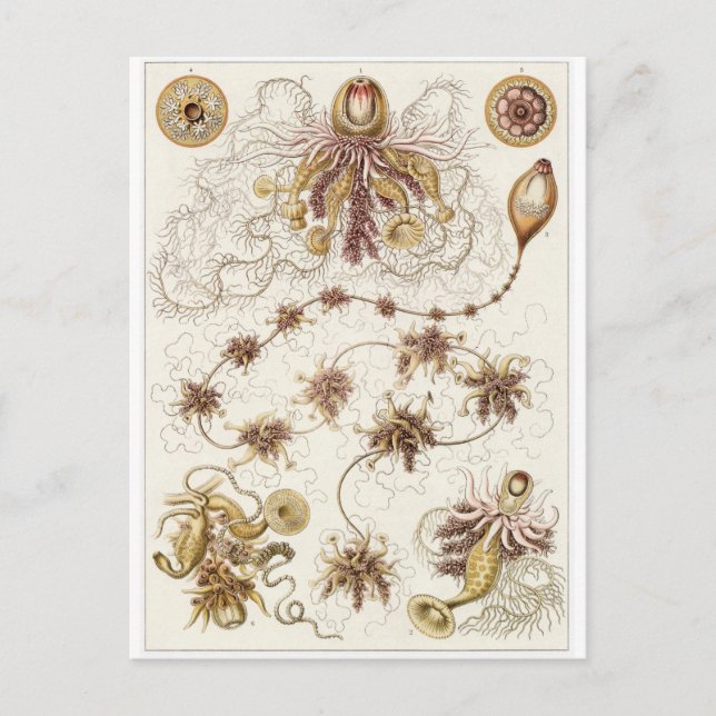 Postal de arte Ernst Haeckel: Siphonophorae (Anverso)