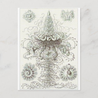 Postal de arte Ernst Haeckel: Siphonophorae