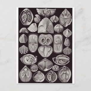 Postal de arte Ernst Haeckel: Spirobranchia