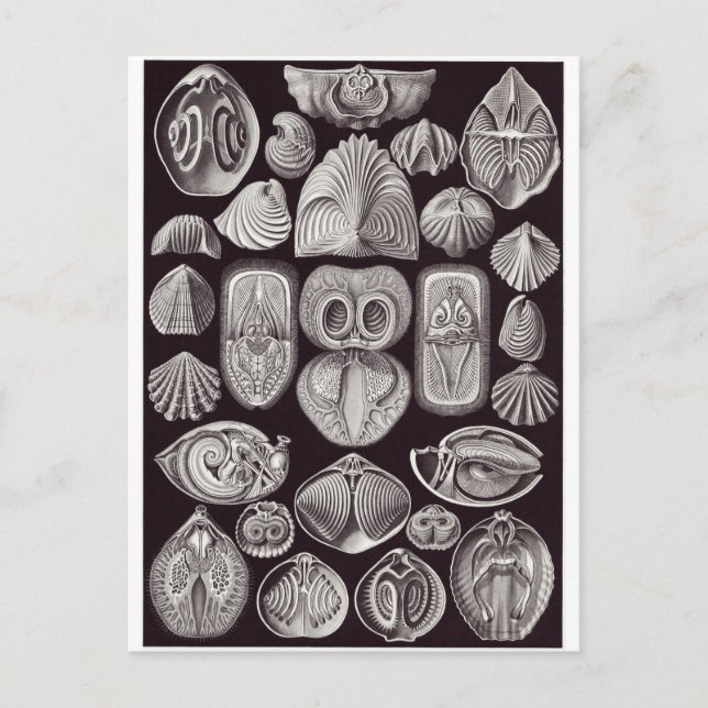 Postal de arte Ernst Haeckel: Spirobranchia (Anverso)