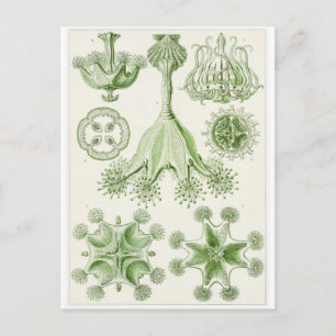 Postal de arte Ernst Haeckel: Stauromedusae