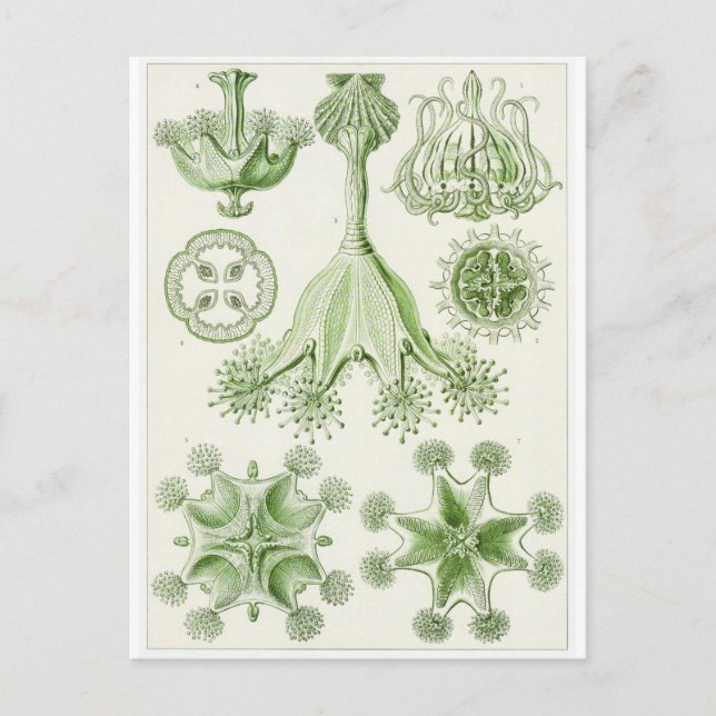 Postal de arte Ernst Haeckel: Stauromedusae (Anverso)