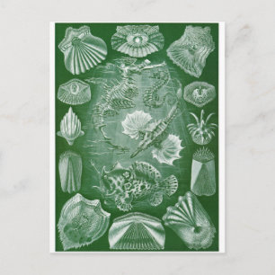 Postal de arte Ernst Haeckel: Teleostei