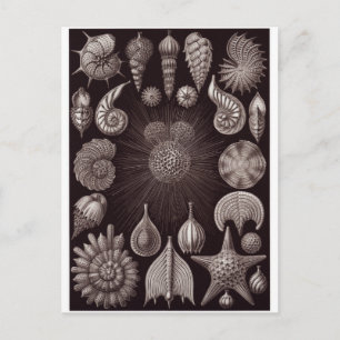 Postal de arte Ernst Haeckel: Thalamphora