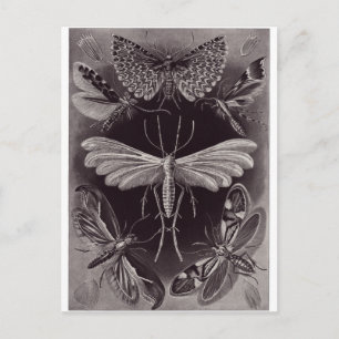 Postal de arte Ernst Haeckel: Tineida