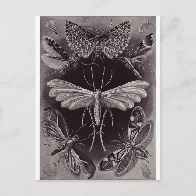 Postal de arte Ernst Haeckel: Tineida (Anverso)