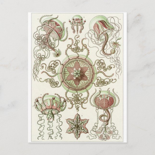 Postal de arte Ernst Haeckel: Trachomedusae (Anverso)