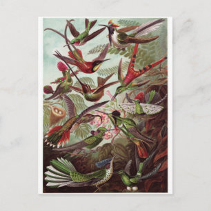 Postal de arte Ernst Haeckel: Trochilidae