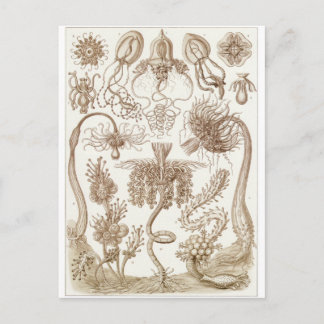 Postal de arte Ernst Haeckel: Tubulariae