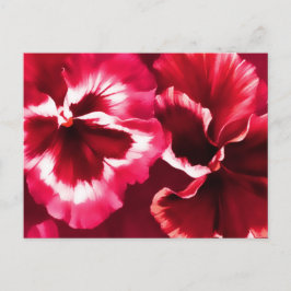 Postal de arte fino para pansianos rojos