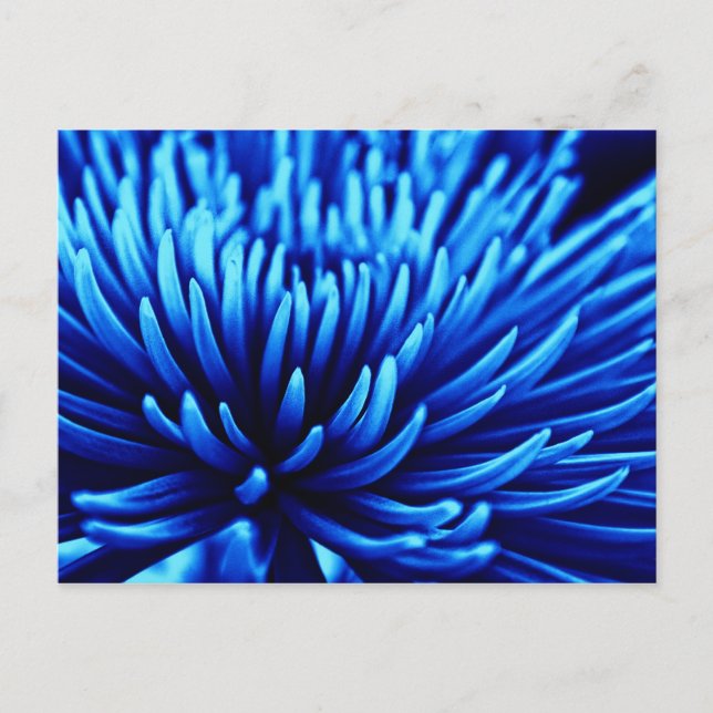 Postal de arte floral de crisantemo azul (Anverso)