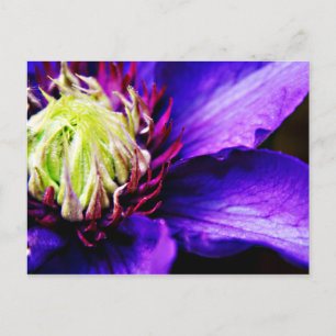 Postal de arte floral púrpura brillante clematis