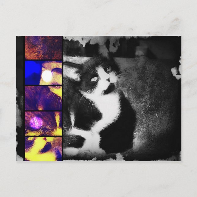 Postal de arte fotográfico de Tuxedo Kitten (Anverso)
