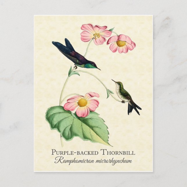 Postal de arte Hummingbird (Anverso)