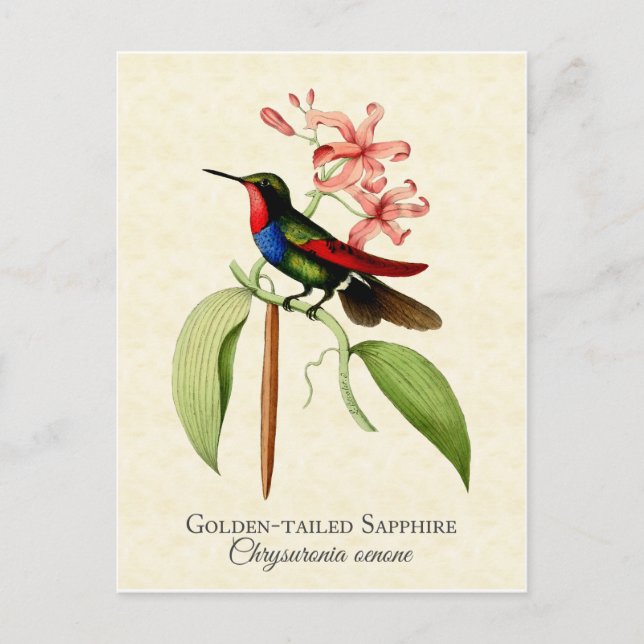 Postal de arte Hummingbird de zafiro dorado (Anverso)