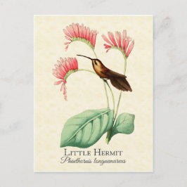 Postal de arte Little Hermit Hummingbird