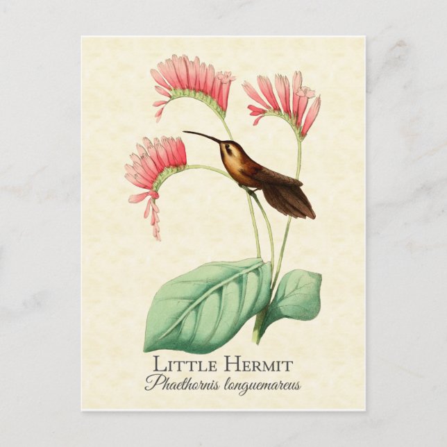 Postal de arte Little Hermit Hummingbird (Anverso)