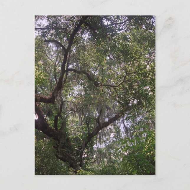 Postal de arte Moss Forest Canopy Personalizado Lo (Anverso)