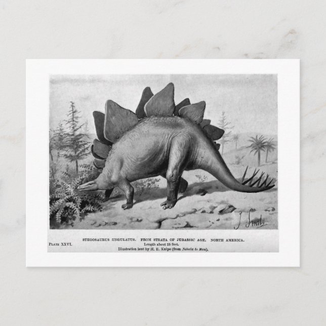Postal de arte Stegosaurus ungulatus (Anverso)