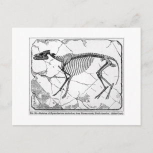 Postal de arte venticoluo de Hyracotherium
