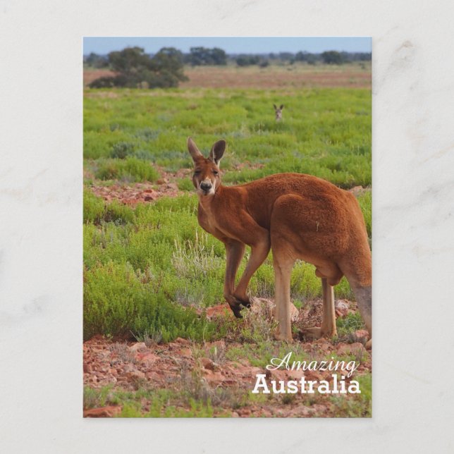 postal de Australia asombrosa (Anverso)
