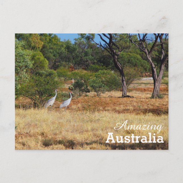 postal de Australia asombrosa (Anverso)