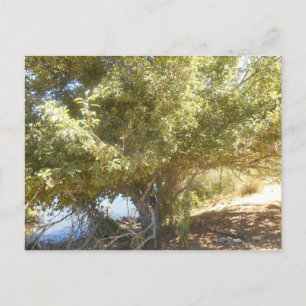 Postal de Australia Occidental del árbol de manzan