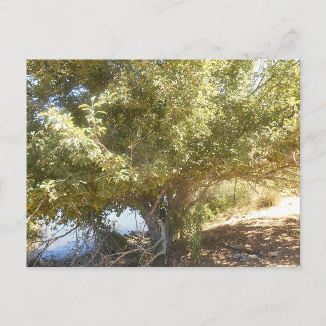 Postal de Australia Occidental del árbol de manzan (Anverso)