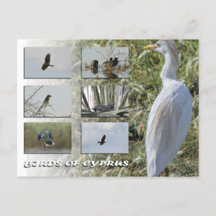 Postal de aves de Chipre