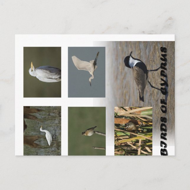Postal de aves de la naturaleza de Chipre (Anverso)