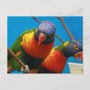 Postal de aves de Lories