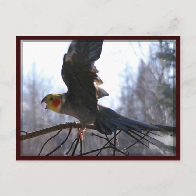 postal de aves locas (Anverso)